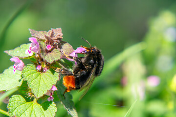 Red-tailed bumblebee on pink flowers.A close-up photo of a red-tailed bumblebee (Bombus lapidarius) collecting nectar from pink flowers in a lush green garden.