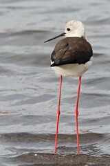 Black-Winged Stilt (Himantopus himantopus) in the Pedra de Lume crater on Sal Island. Cape Verde. Africa.