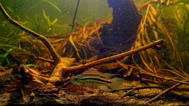 Apistogramma bitaeniata dominant male search food, female hide in leaf litter, freshwater dwarf cichlid professional aquarist care, low light algae free blackwater acidic driftwood biotope aquascape