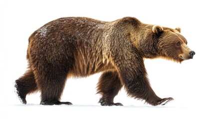 Obraz premium Grizzly bear walking on snow, isolated