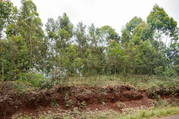 Green tea leaves plants meadows vegetation