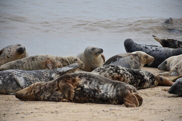 Seals resting on the beach at Horsey Gap, Norfolk. The image captures a group of grey seals...