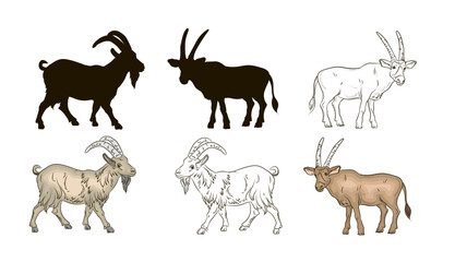 Obraz premium Vector image, goat. Black and white drawing, coloring book for children, color image, silhouette.