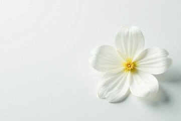 Close-up shot of pristine white flower on stark white background, studio, background