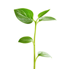Obraz premium Money Plant Sprout on transparent background