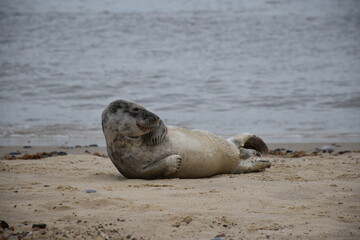 A relaxed seal lounging on the sandy beach of Horsey Gap, Norfolk. This serene scene captures the essence of nature and wildlife during seal pupping season.