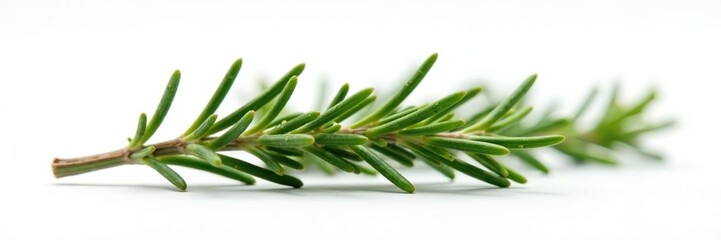Closeup of a sprig of rosemary on white background, botanical, rosemary, foliage