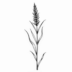 Fototapeta premium Vintage sketch of a grass blade isolated on white background 