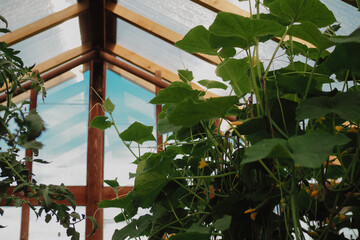 Greenhouse plants growth