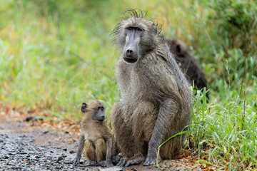Baby Baboon finding protection at his mother  in the Kruger National Park in South Africa 