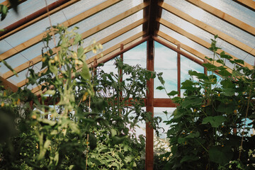 Greenhouse tomato plants
