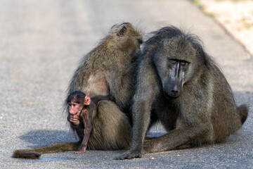 Baby Baboon finding protection at his mother  in the Kruger National Park in South Africa 