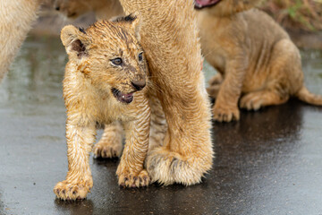 Lion cubs walking with mum in the rain in Kruger National Park in South Africa
