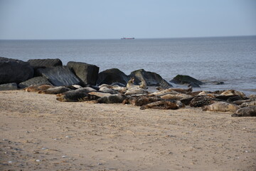 Seal colony sunbathing on the sandy beach of Horsey Gap, Norfolk. The image captures a serene...