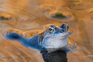 Male moor frog turned blue during mating season.