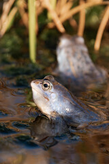 Male moor frog turned blue during mating season.