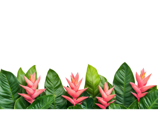 Tropical border with pink bromeliad flowers and green leaves on a transparent background. Floral design element for summer, nature, and botanical themes. - Powered by Adobe