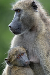 Baby Baboon finding protection at his mother  in the Kruger National Park in South Africa 