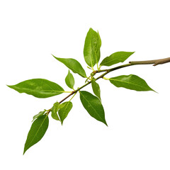 Naklejka premium green leaves on white background