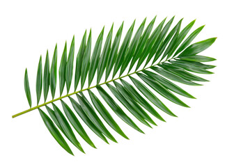 Naklejka premium Green palm leaf isolated on transparent background. Concept of nature, summer, and tropical.