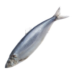 One whole delicious herring isolated on white