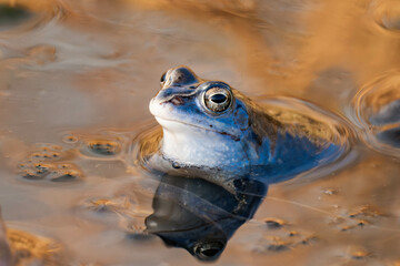 Male moor frog turned blue during mating season.