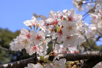 都心散歩　桜満開の浜離宮