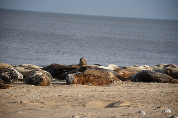 Fototapeta premium Seals resting on Horsey Gap beach in Norfolk, a popular location for seal pups during breeding season, showcasing their natural habitat and behavior.