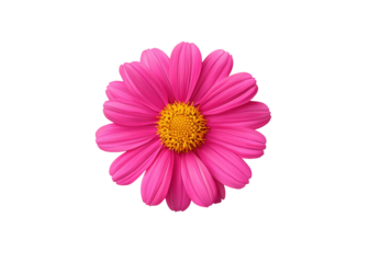 Vibrant pink daisy with a yellow center on a transparent background. Floral design element.