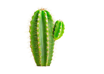 Naklejka premium Green cactus with a small offshoot, isolated on white. Concept of desert plants, succulents, and nature.