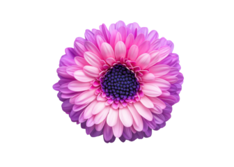Close up of a vibrant pink and purple daisy flower on a transparent background. Floral design element.