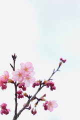 咲き始めたピンクの陽光桜　空背景