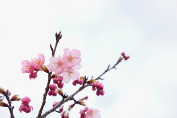 咲き始めたピンクの陽光桜　空背景