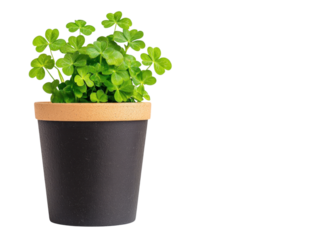 Shamrock plant in a pot on a transparent background. Concept of St. Patrick's Day, luck, and Irish culture.
