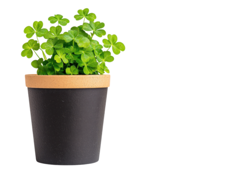 Shamrock plant in a pot on a transparent background. Concept of St. Patrick's Day, luck, and Irish culture.