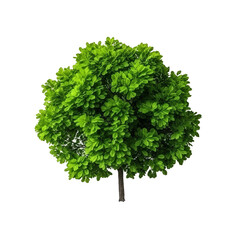 Fototapeta premium tree isolated on white background