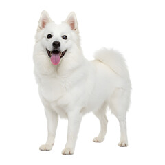 Happy american eskimo dog standing with tongue out and bright eyes on transparent background