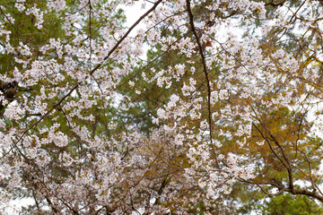 日本、京都、円山公園、春、桜、青空、花