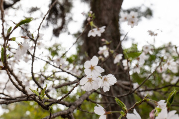 日本、京都、円山公園、春、桜、青空、花
