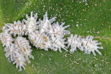 Wax Scale are small members of the mealy bug family. Suck the sap out of plants, infect by...