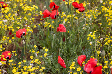 red and yellow flowers