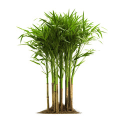 Obraz premium bamboo isolated on white background
