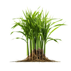 Obraz premium green grass isolated on white