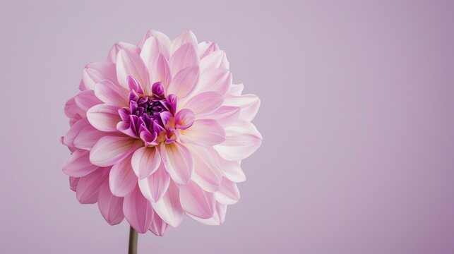 A beautiful pink dahlia flower in full bloom against a pale pink background. - Powered by Adobe