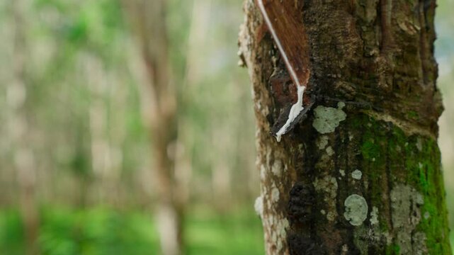 Raw latex dripping from rubber trees. Natural latex dripping from rubber trees
