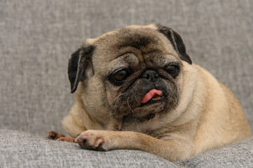 Playful pug lounges on a cozy grey couch while sticking out its tongue in a charming display of...