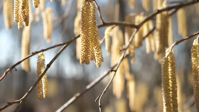 Alder Alnus in bloom. The wind flutters the long earrings on the branch. Colored alder trees in spring. The wind blows up the pollen. Spring allergy to blooms. Natural beautiful sunny background