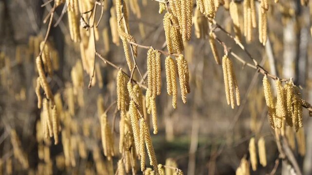 Alder Alnus in bloom. The wind flutters the long earrings on the branch. Colored alder trees in spring. The wind blows up the pollen. Spring allergy to blooms. Natural beautiful sunny background
