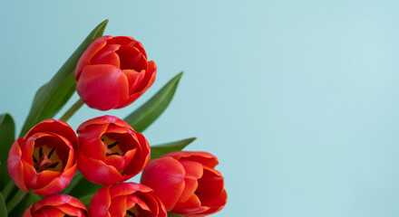 Obraz premium Flowers composition romantic. Red tulip flowers on pastel blue background,tulip, flower, spring, red, nature, tulips, garden, flowers, 