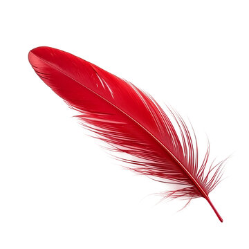 Fototapeta red feather isolated on white background
